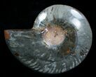 Beautiful Black Ammonite - Inches (Half) #4539-2